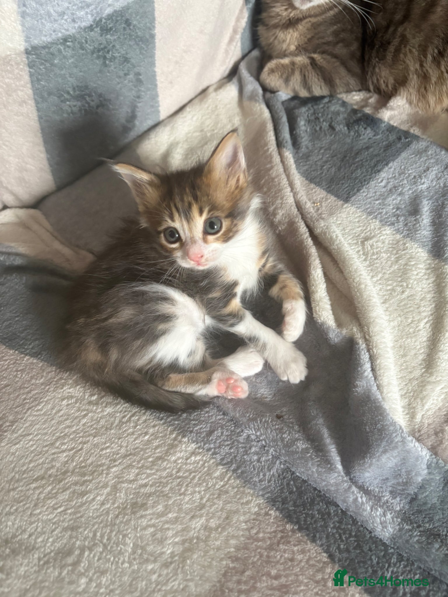 Mixed Breed cats kitten  - Advert 1