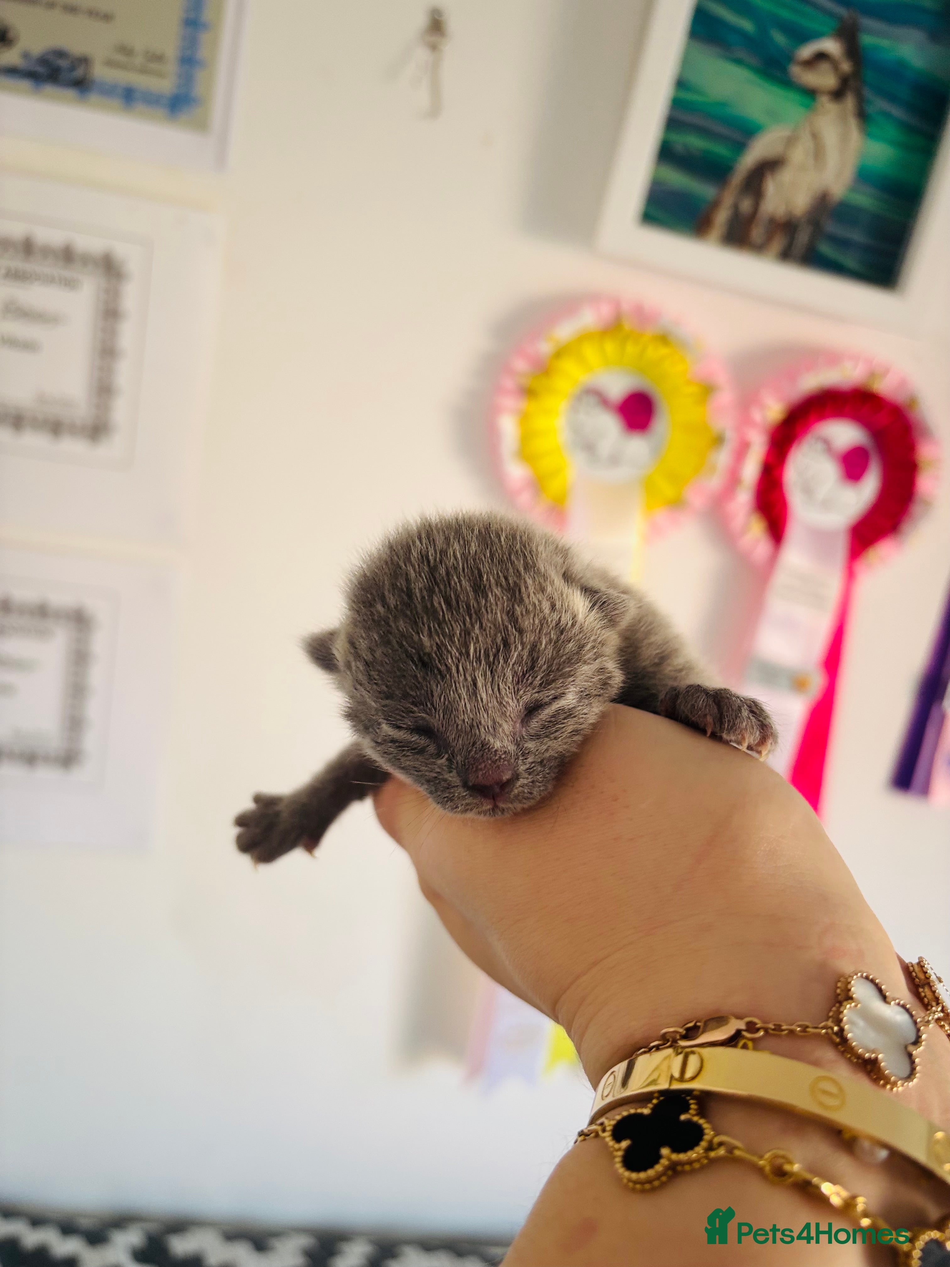 Russian Blue cats Pedigree TICA registered Russian blue kittens - Advert 1