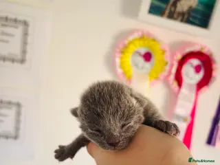 Russian Blue cats Pedigree TICA registered Russian blue kittens - Advert 1