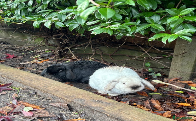 Mini Lop rabbits - Advert 1