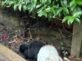 Mini Lop rabbits Two female rabbits - Advert 2