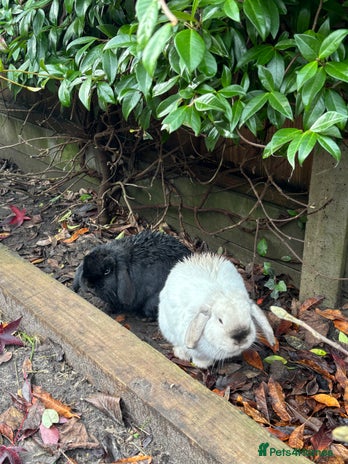 Mini Lop rabbits - Advert 1