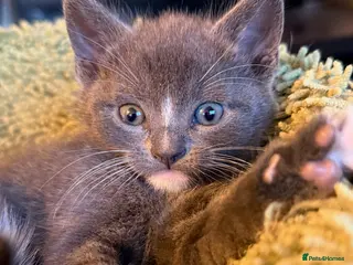 Mixed Breed cats 🌼 Stunning Bombay x Turkish Van Kittens 🌼 - Advert 1