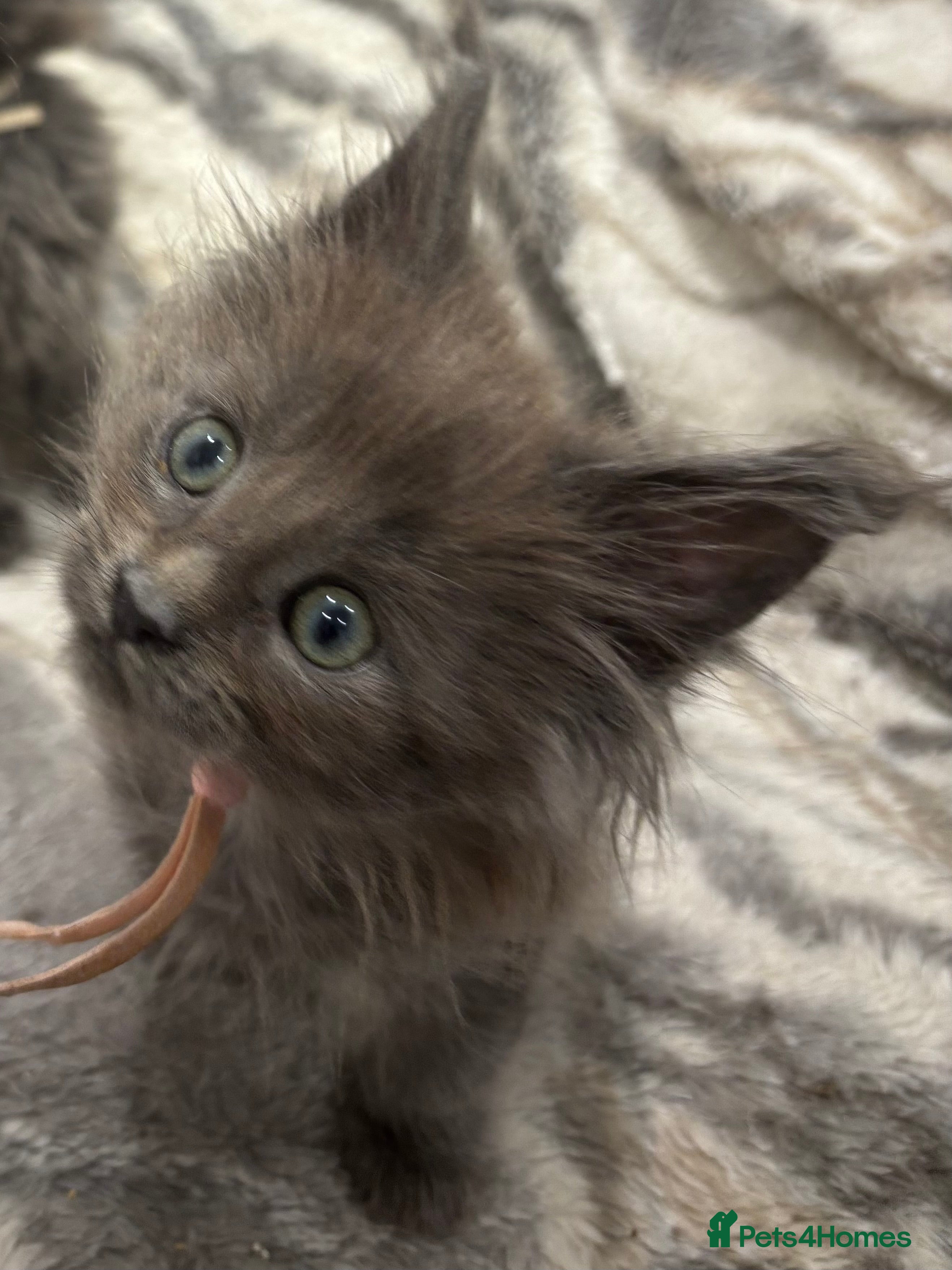 Maine Coon cats GCCF-Registered Maine Coon Kittens - Advert 18