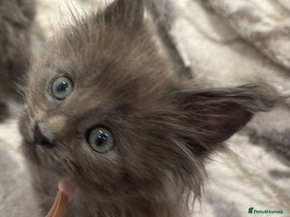 Maine Coon cats GCCF-Registered Maine Coon Kittens - Advert 11