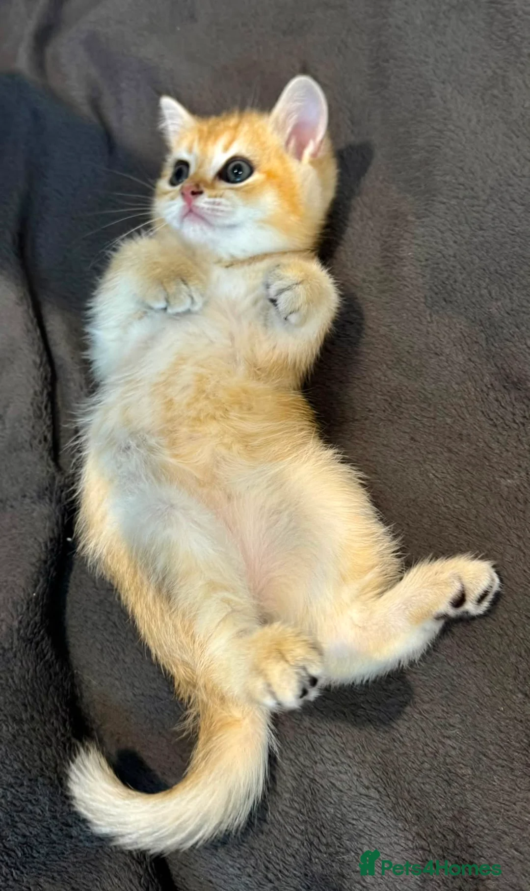 British Shorthair cats for sale: Adorable British shorthair kittens - Advert 2