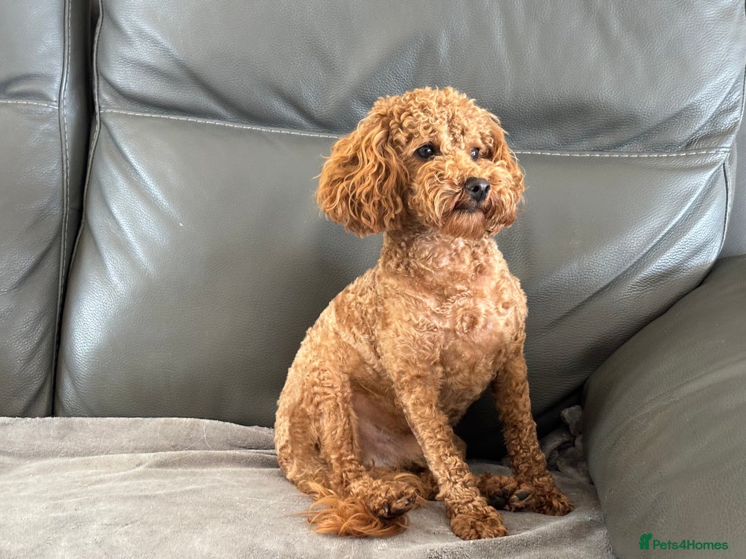 Toy Poodle dogs for sale: KC Toy Poodle Boy - Image 13