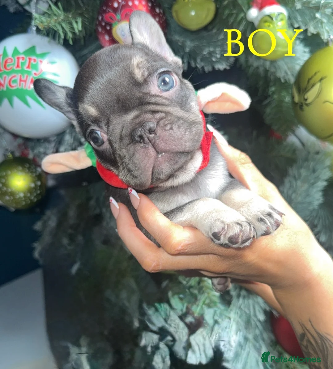 French Bulldog dogs for sale: ✨PRICE DROP!🐾3 Beautiful French Bulldog Puppies🐾 - Advert 8