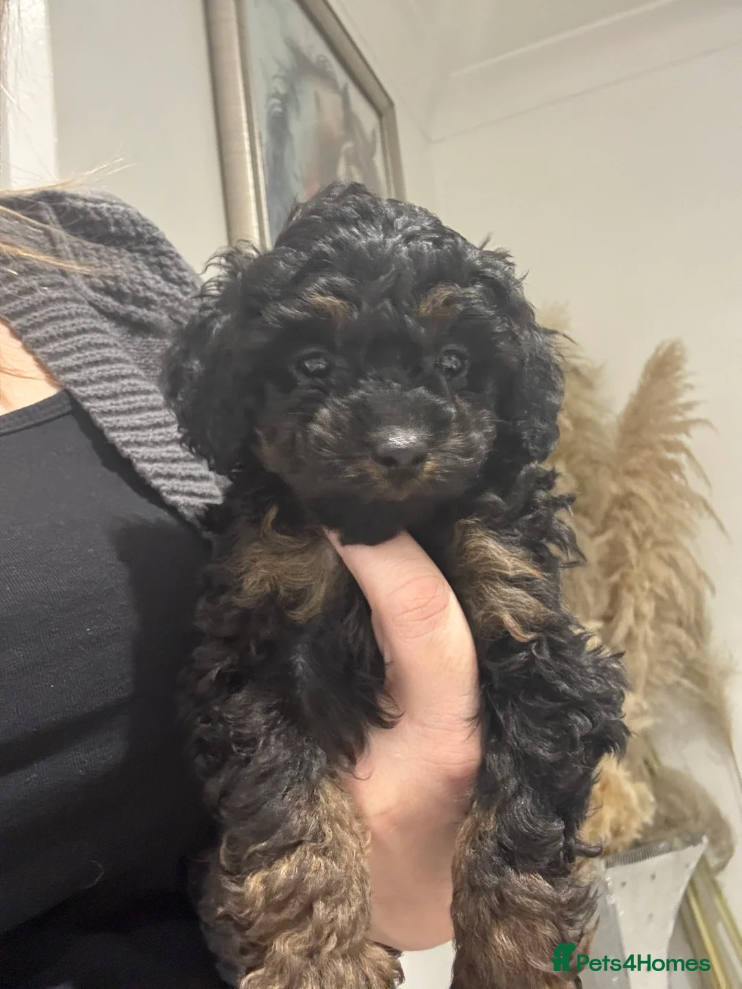 Cavapoo dogs for sale:  ** /TOY MULTI GEN CAVAPOO BOY - Advert 12