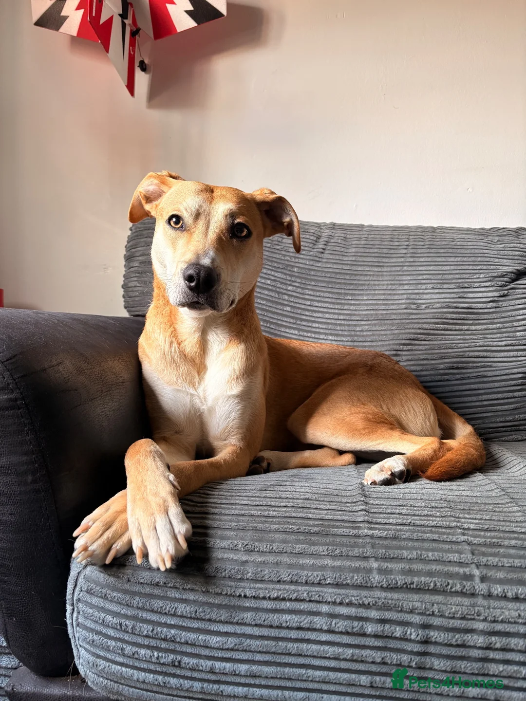Mixed Breed dogs for sale: 2 year old whippet cross  in Christchurch - Advert 1