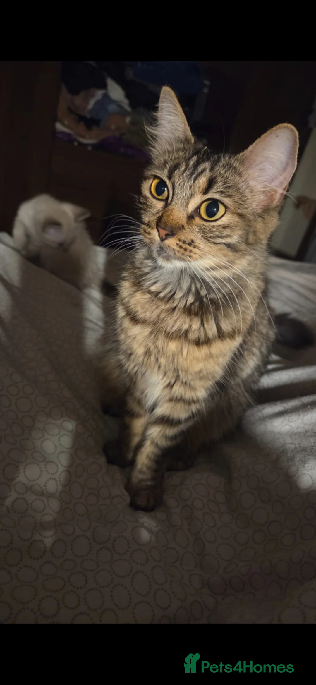 Mixed Breed cats for sale: Ragdoll x Siberian kittens - Advert 10