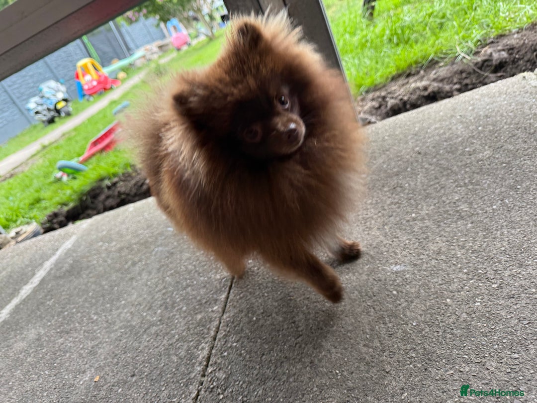 Pomeranian dogs for stud: Pomeranian Stud  - Advert 4