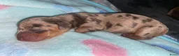 Miniature Dachshund dogs for sale: Beautiful litter of 5 girls - Advert 10