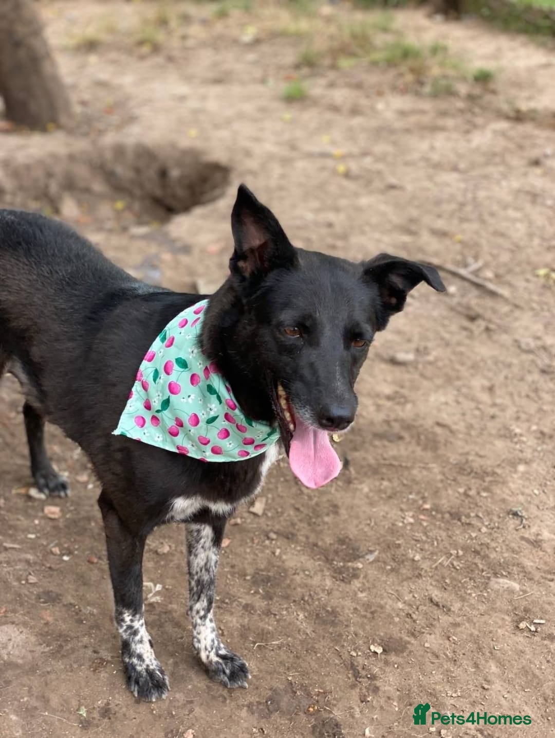 Mixed Breed dogs for adoption: ❤️Carmen — 3,5-4 years old small-to-medium girl❤️ - Advert 14