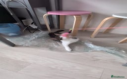 Domestic Shorthair cats for sale: 3 boys, 1 girl kittens  - Image 17