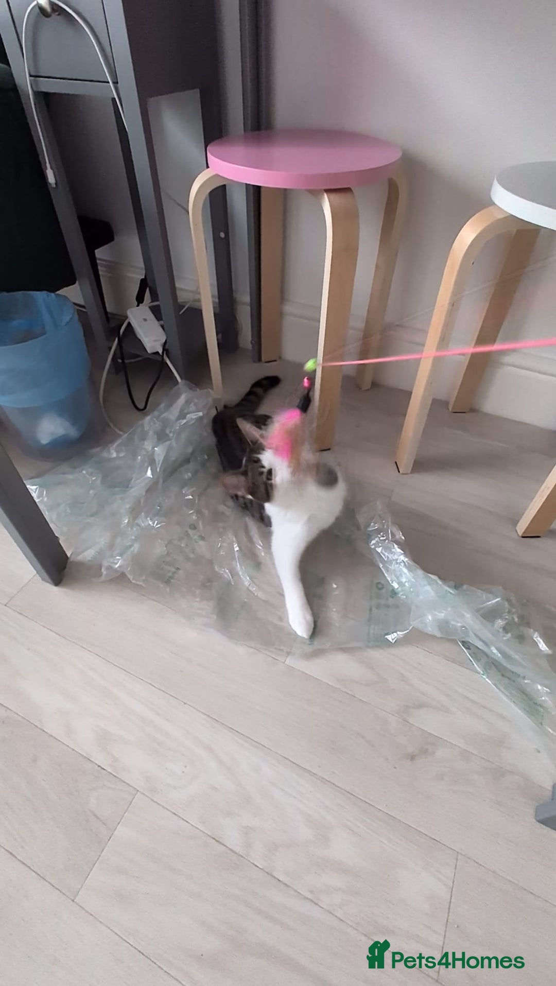 Domestic Shorthair cats for sale: 3 boys, 1 girl kittens  - Image 17