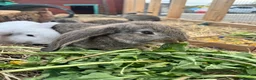 Continental Giant rabbits for sale: Giant conti with giant french lop - Advert 25