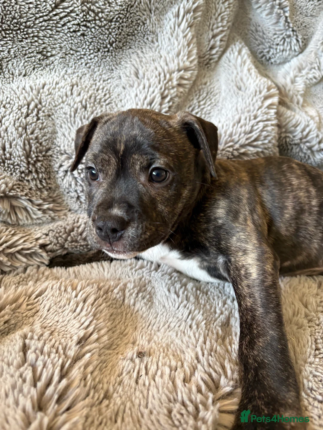 Mixed Breed dogs for sale: Female brindle staffy x - Advert 1