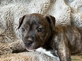 Mixed Breed dogs Female brindle staffy x - Advert 2