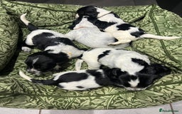 Sprocker dogs for sale: F3 high quality Sprocker’s, strong genes 5 weeks - Image 5