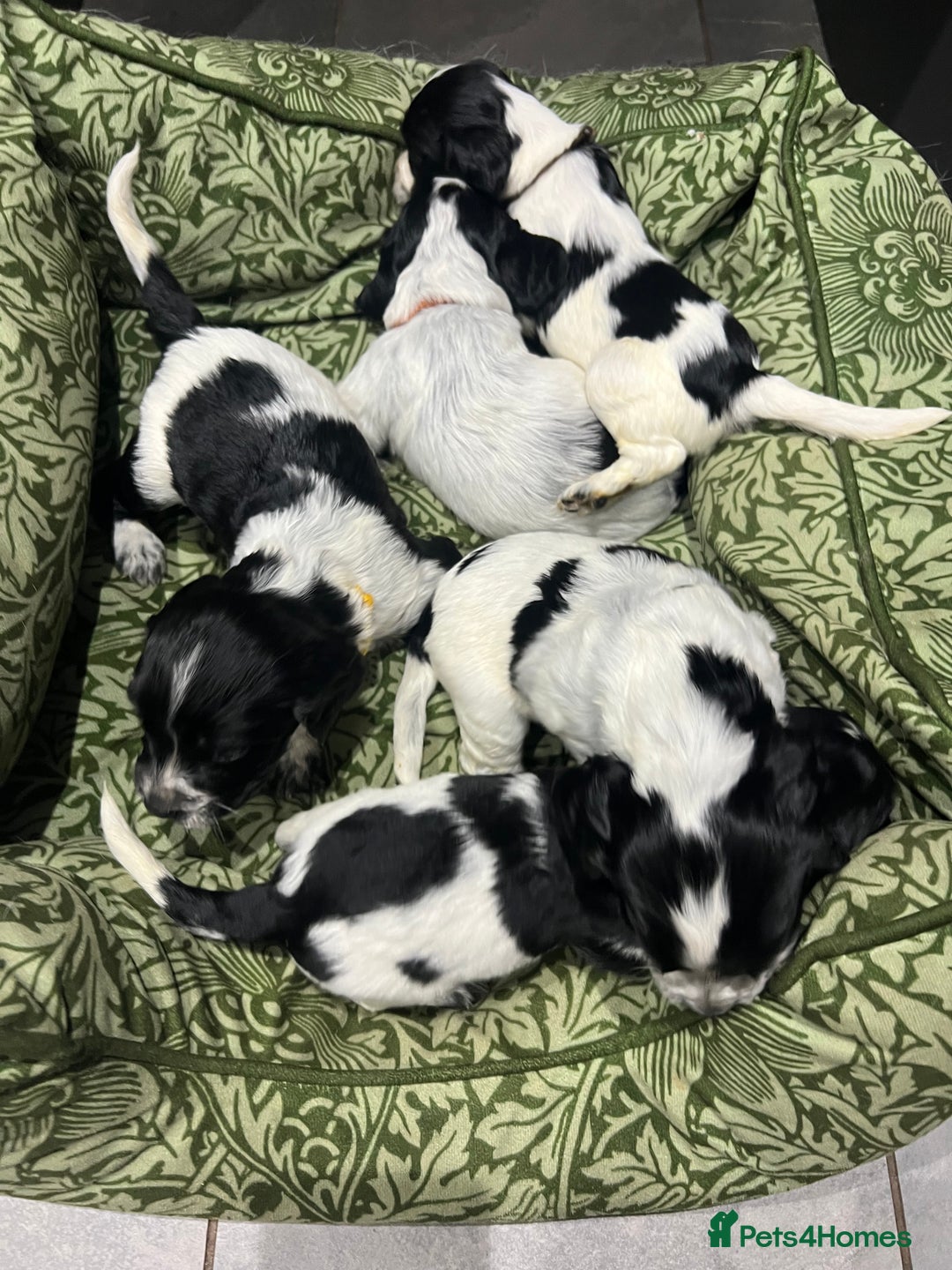 Sprocker dogs for sale: F3 high quality Sprocker’s, strong genes 5 weeks - Image 5