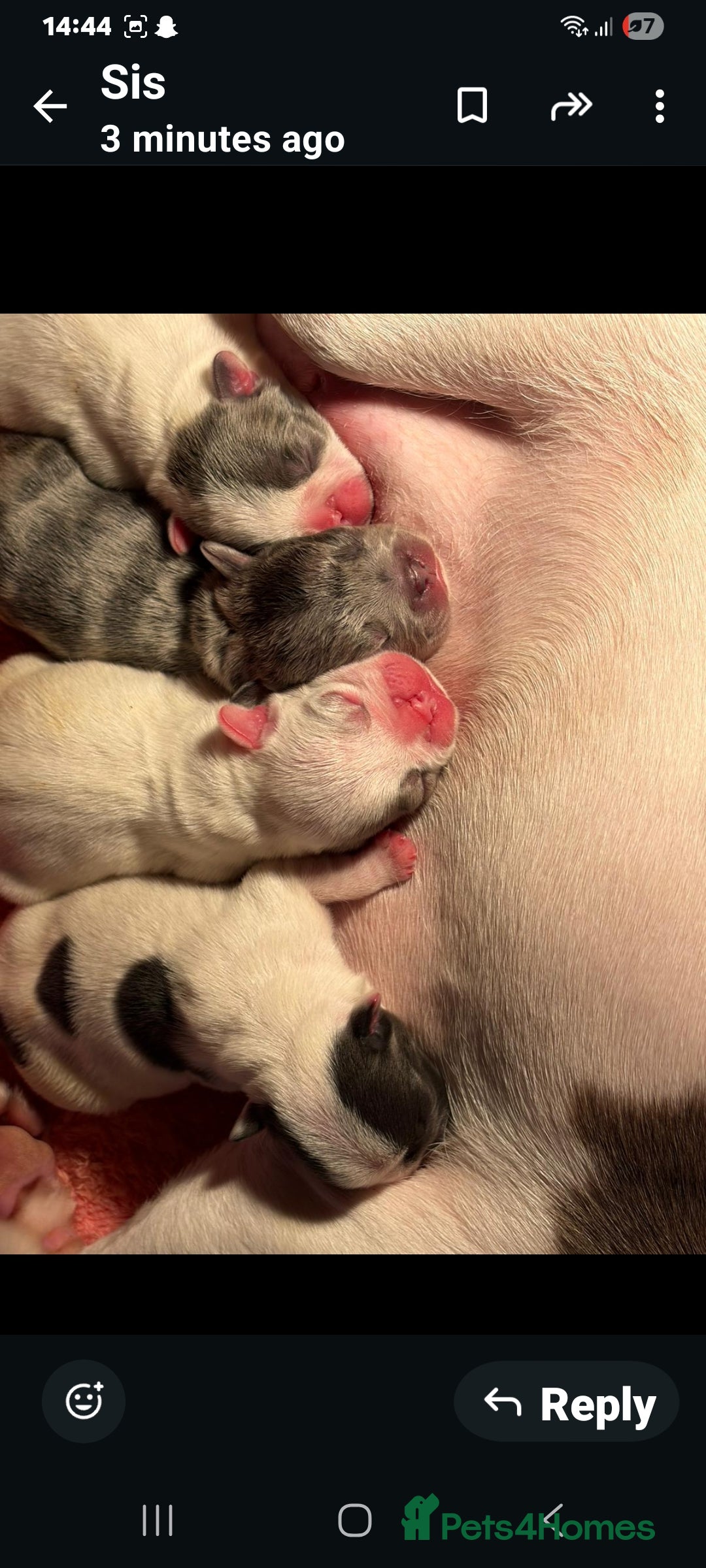 French Bulldog dogs Beautiful French bulldog pups - Advert 7