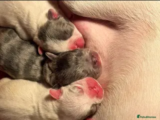 French Bulldog dogs Beautiful French bulldog pups - Advert 7