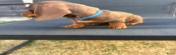 Miniature Dachshund dogs for sale: Stunning KC Miniature Dachshunds - Advert 22