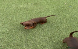 Miniature Dachshund dogs for sale: Miniature dachshunds - Image 16