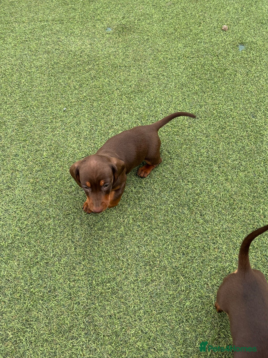 Miniature Dachshund dogs for sale: Miniature dachshunds - Image 16