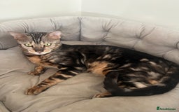 Bengal cats for sale: beautiful marble bengal - Advert 3