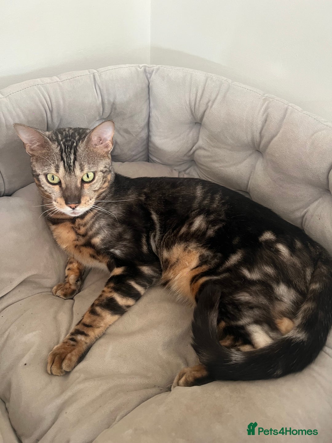 Bengal cats for sale: beautiful marble bengal - Advert 3