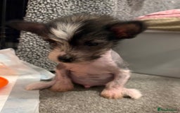 Chinese Crested dogs for sale: HHL Chinese Cresteds  - Image 11