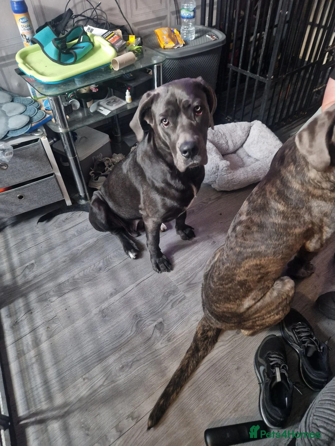 Cane Corso dogs for sale: Cane corso  in Stoke-on-Trent - Advert 2