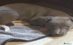 Whippet dogs for sale: Blue whippet puppies - Image 11