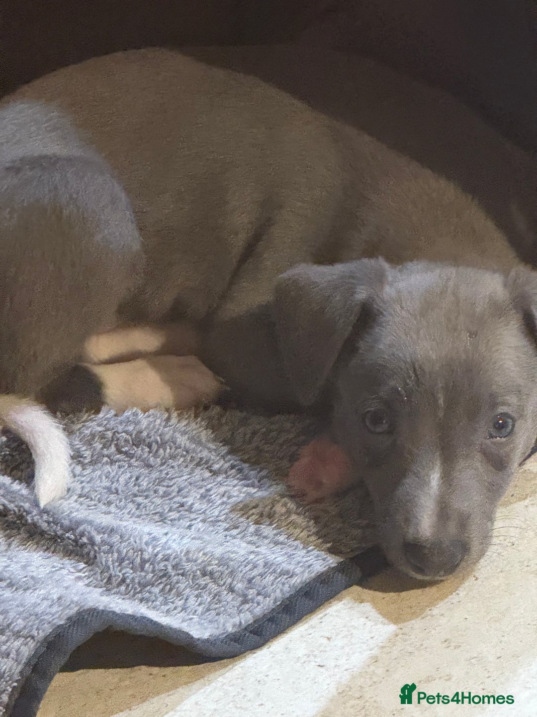 Whippet dogs for sale: Blue whippet puppies - Image 11