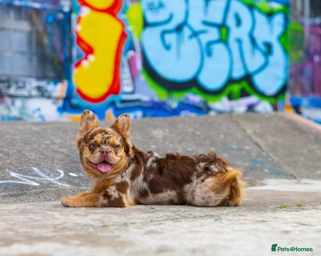 French Bulldog dogs for stud: Visual Fluffy New Shade Rojo Tri Merle 🦁🍫🎨  in Bangor - Advert 5