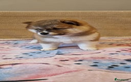 Japanese Shiba Inu dogs for sale: Beautiful Japanese Shiba Inu Puppies - Image 15