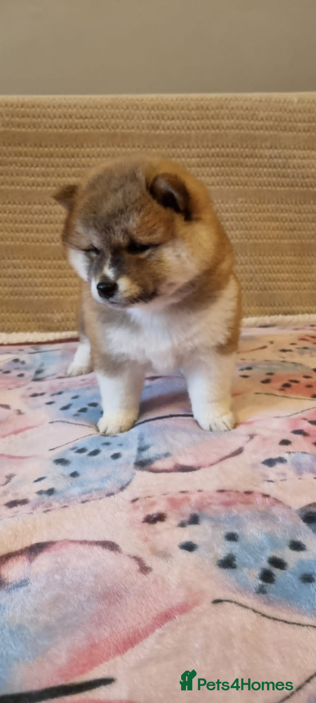 Japanese Shiba Inu dogs for sale: Beautiful Japanese Shiba Inu Puppies - Image 15