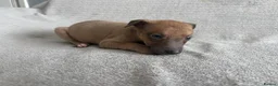 Whippet dogs for sale: 🐾 Beautiful Whippet Puppies – Boys & Girls - Advert 5