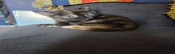 Ragdoll cats for sale: Ragdoll x ginger tom cat - Advert 3