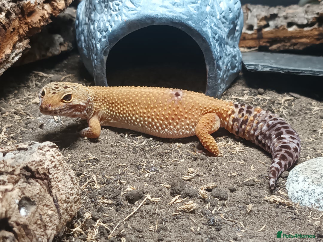 Leopard Gecko reptiles for sale: Leopard Gecko (Inc tank)  - Advert 2