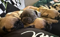 French Bulldog dogs for sale: French bulldog puppies  - Image 2
