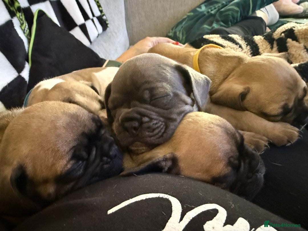 French Bulldog dogs for sale: French bulldog puppies  - Image 2