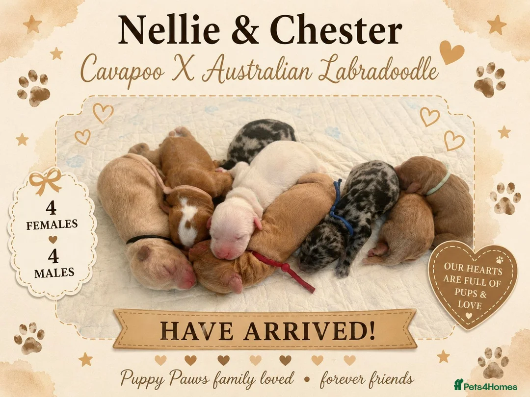 Cavapoo dogs for sale: Stunning Cavapoo x Australian Labradoodle puppies  - Advert 1