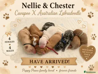Cavapoo dogs Stunning Cavapoo x Australian Labradoodle puppies - Advert 2