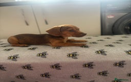 Mixed Breed dogs for sale: Dachshund x Jack Russell's puppies  - Image 1