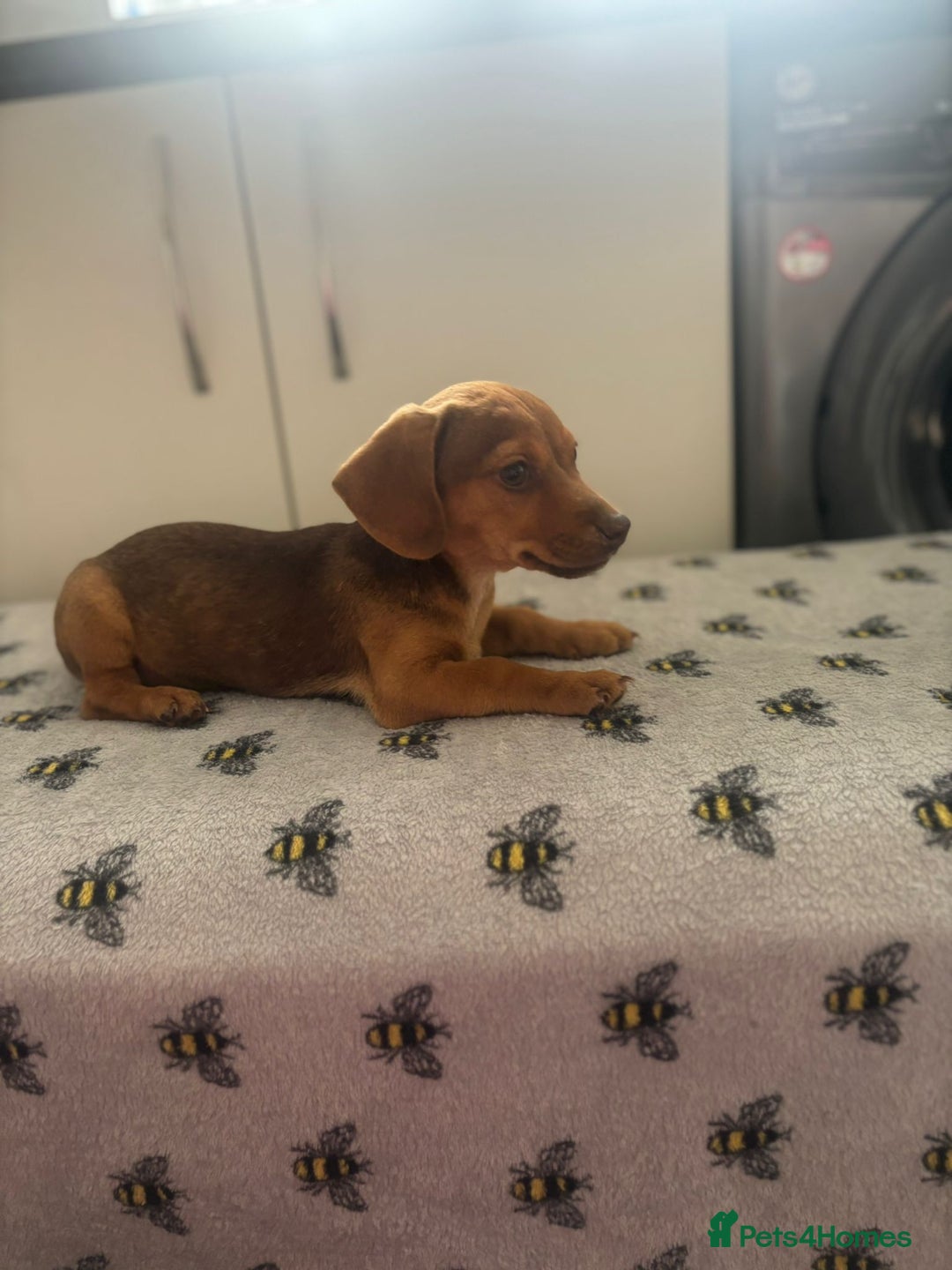 Mixed Breed dogs for sale: Dachshund x Jack Russell's puppies  - Image 1