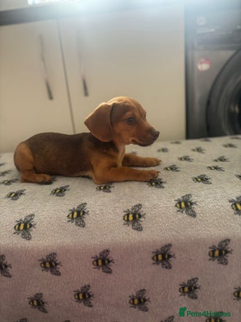 Mixed Breed dogs - Advert 6