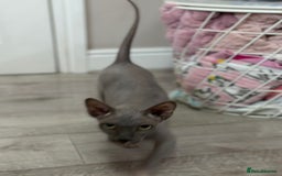 Sphynx cats for sale: Bambino blue girl  - Image 15
